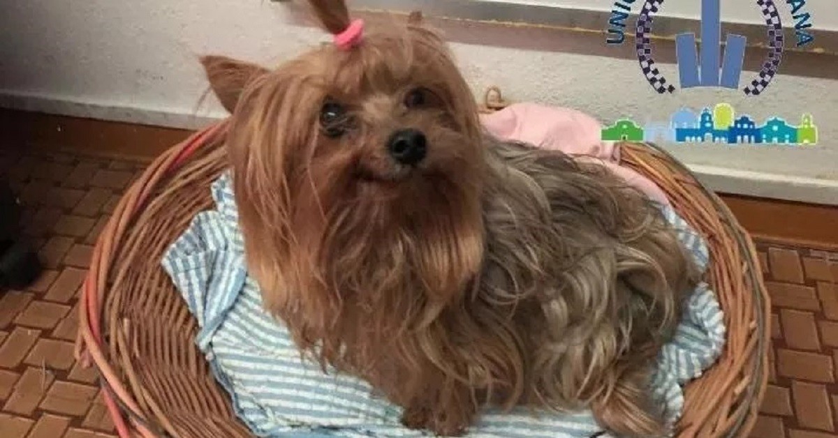 Cane rimasto solo in casa viene salvato dalla polizia: i proprietari si erano ammalati di Coronavirus