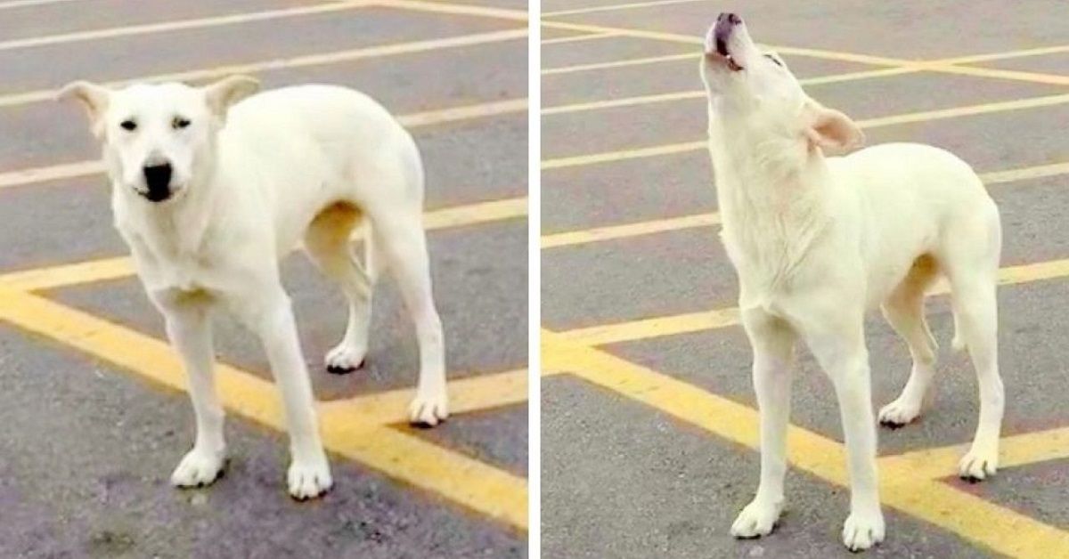 Cagnolina piange disperata per 9 giorni nel luogo dove il proprietario l’ha abbandonata (VIDEO)