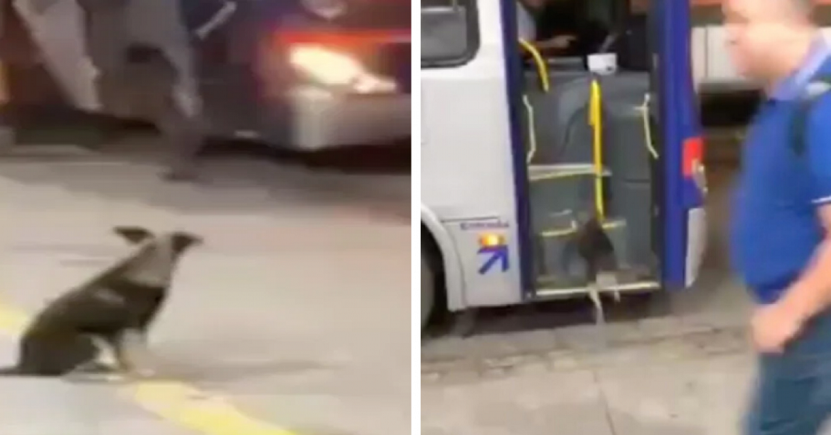 Un cucciolo aspetta ogni giorno alla fermata dell’autobus l’autista che gli dà da mangiare