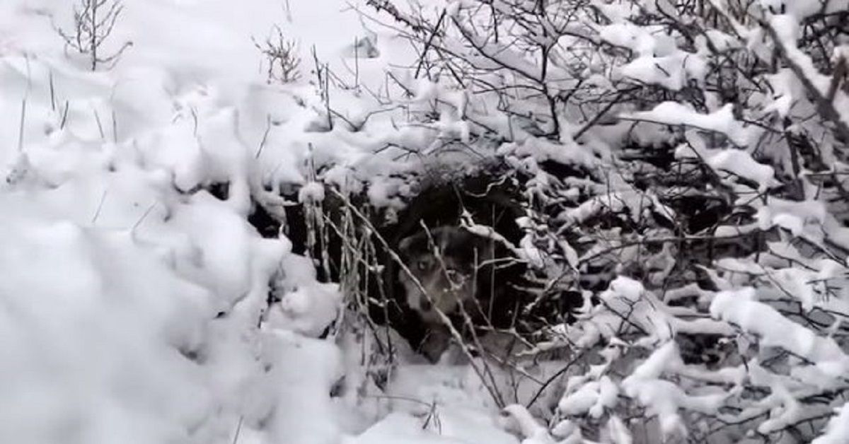Il salvataggio del cane intrappolato nella neve con i suoi cuccioli (VIDEO)