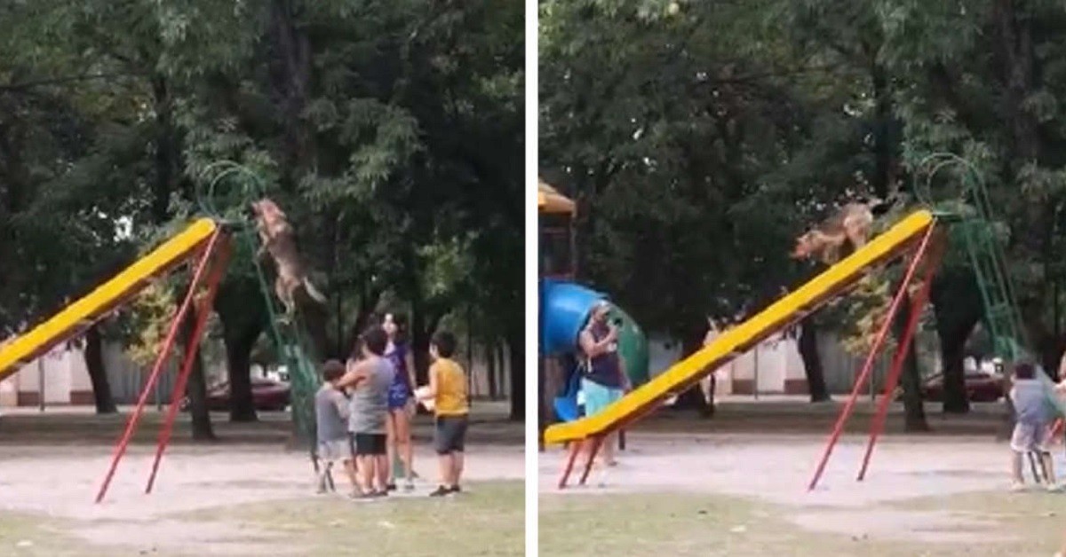 Cane Pastore Tedesco non riesce a smettere di scendere dallo scivolo (VIDEO)