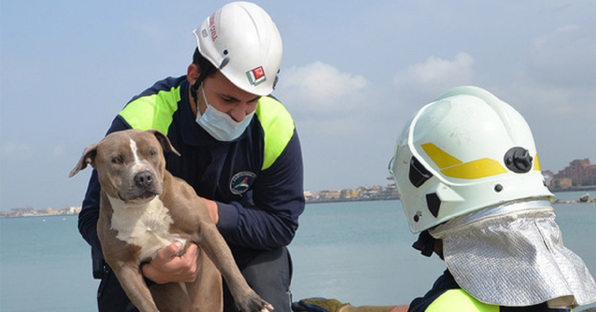 Cucciolo di pitbull rischiava di affogare, il salvataggio della Protezione Civile a Fiumicino