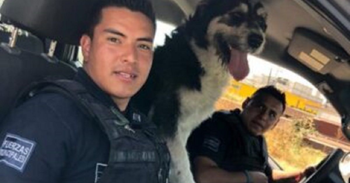 Agenti salvano un cane in strada, per poi accoglierlo come poliziotto