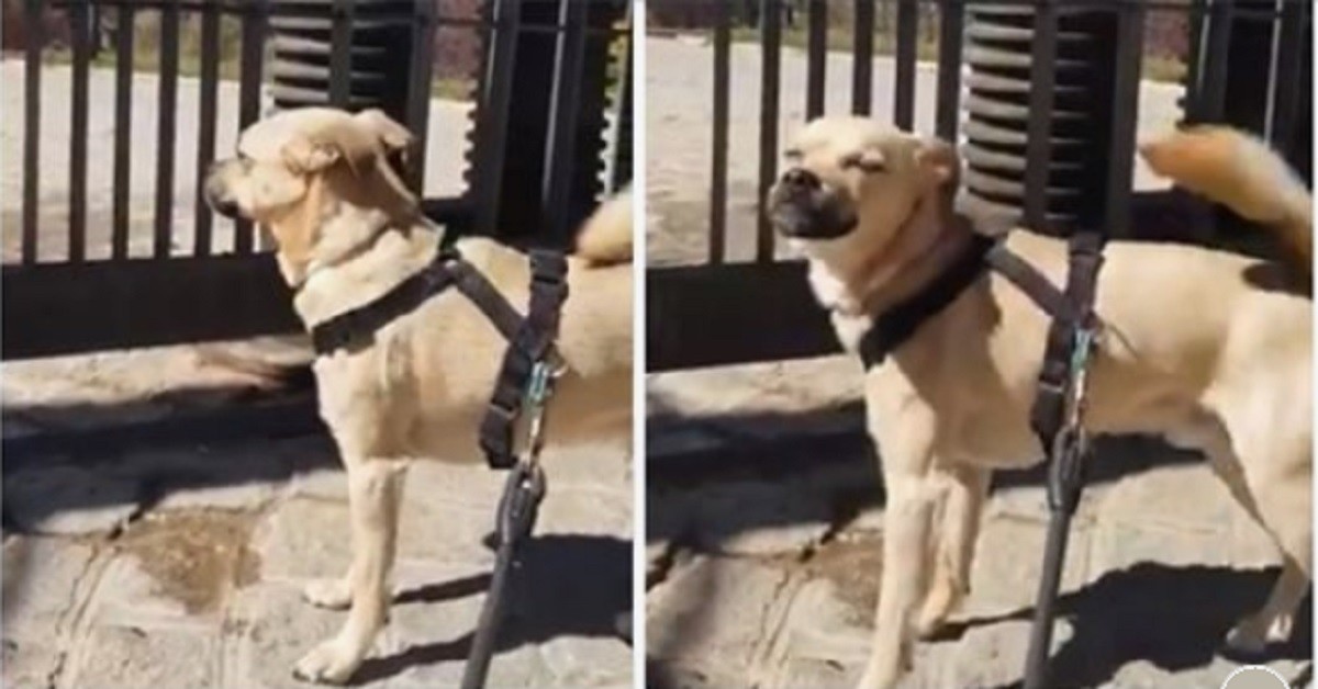 Cane piange perché il parco è chiuso per Coronavirus (VIDEO)