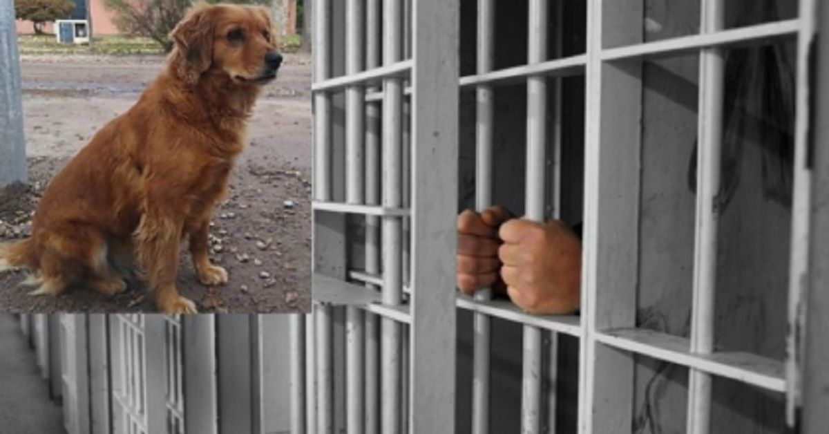 Cane Golden Retriever aspetta che il suo proprietario esca di prigione (VIDEO)