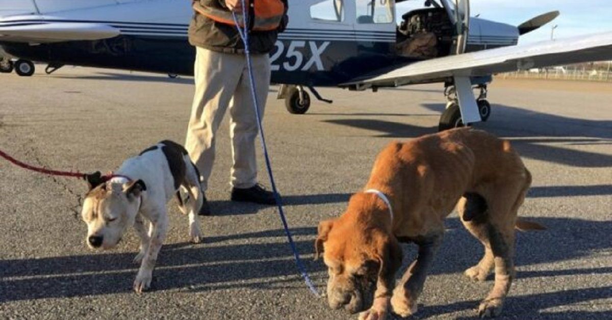 Stati Uniti: 2 cani vittime di maltrattamenti trovano una nuova vita