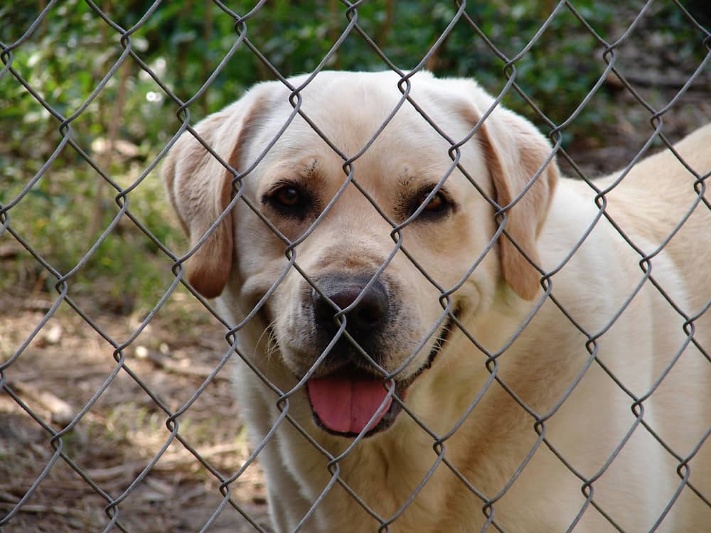cani-abbandonati