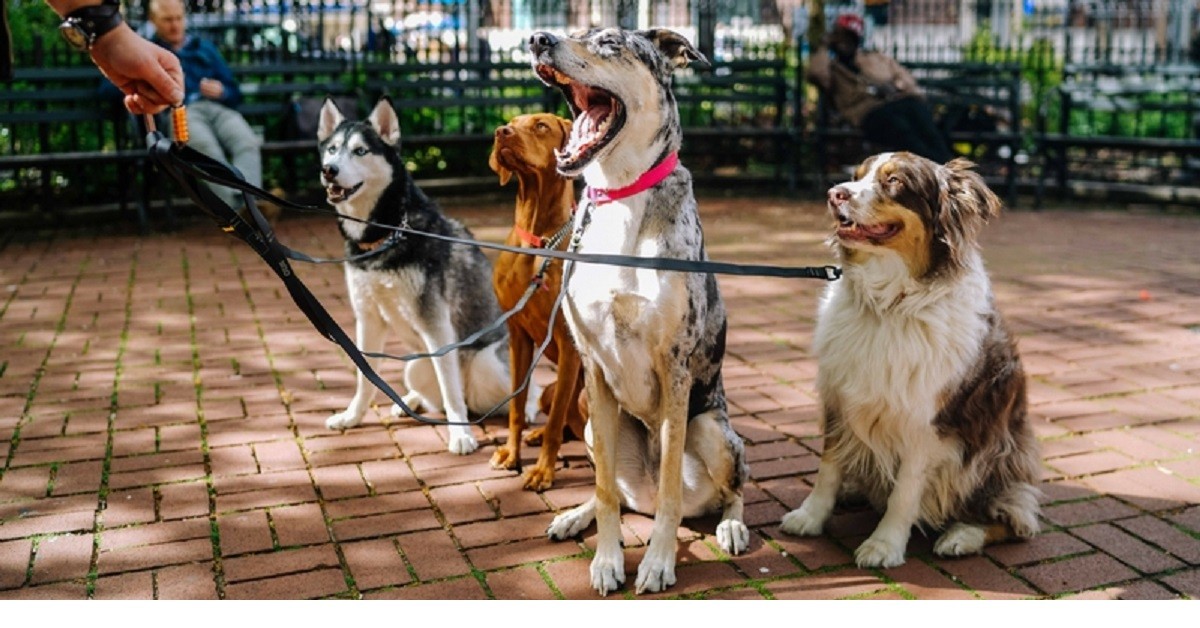 Coronavirus, proprietari in quarantena e il Comune di Prato porta a spasso i cani