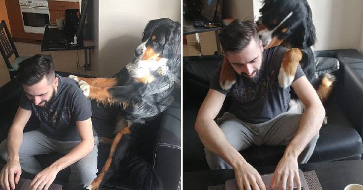 Cani e telelavoro, ecco come Fido vive la quarantena