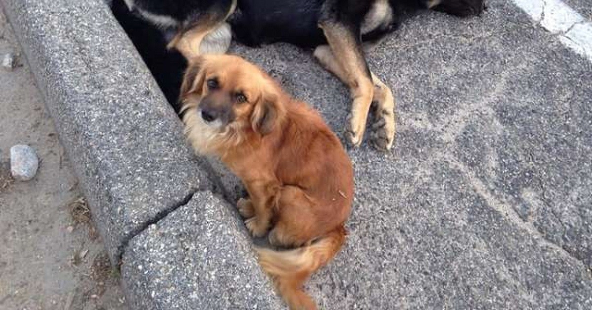 Cane non si separa dal suo amico a quattrozampe finché non arrivano i soccorsi