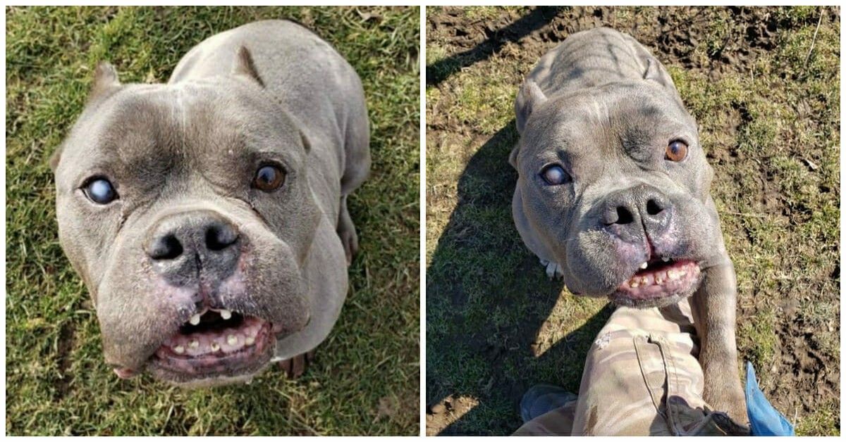 La storia di Wally, il cane che nessuno vuole