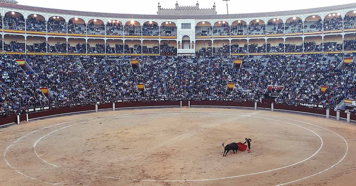 La corrida è stata cancellata: più di 100 tori sono salvi