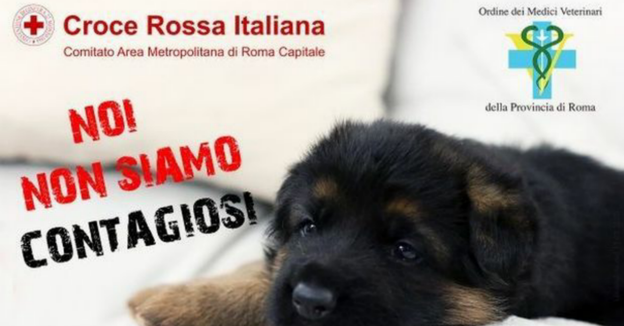 cucciolo-pastore-tedesco