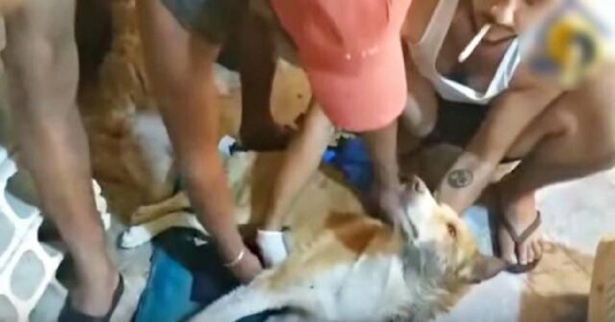 Cucciolo rimane paralizzato dopo aver avuto un incidente: l’autista non si è nemmeno fermato