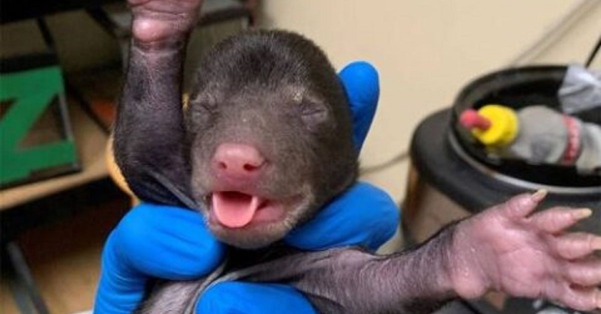 Cucciolo torna a casa con una creatura appena nata in bocca e rimasta orfana