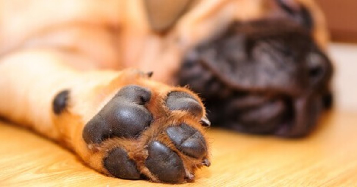 L’appello dei veterinari: “non usate la candeggina per pulire le zampe dei cani”