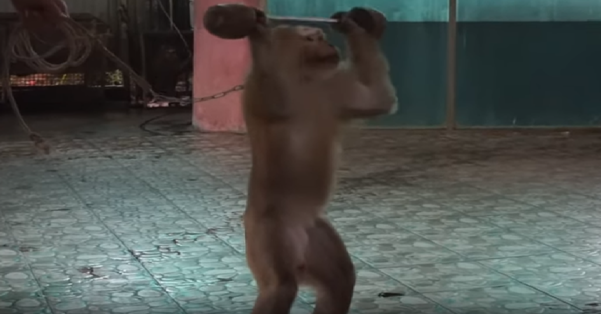 Ding Dong la scimmietta sfruttata