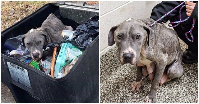 trovata-cagnolina-abbandonata-in-un-secchio-della-spazzatura