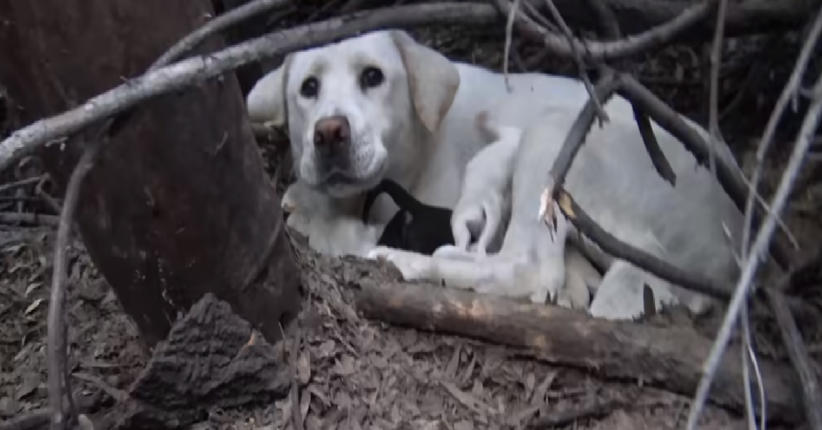 Elenoire la mamma labrador in difficoltà
