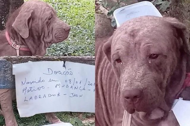 il-cane-abbandonato-con-un-biglietto-intorno-al-collo