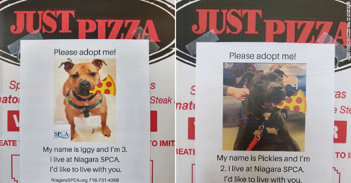 foto-cani-scatole-pizza