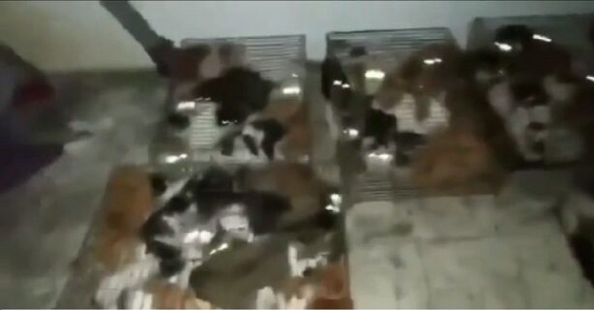 Il salvataggio dei gatti rapiti