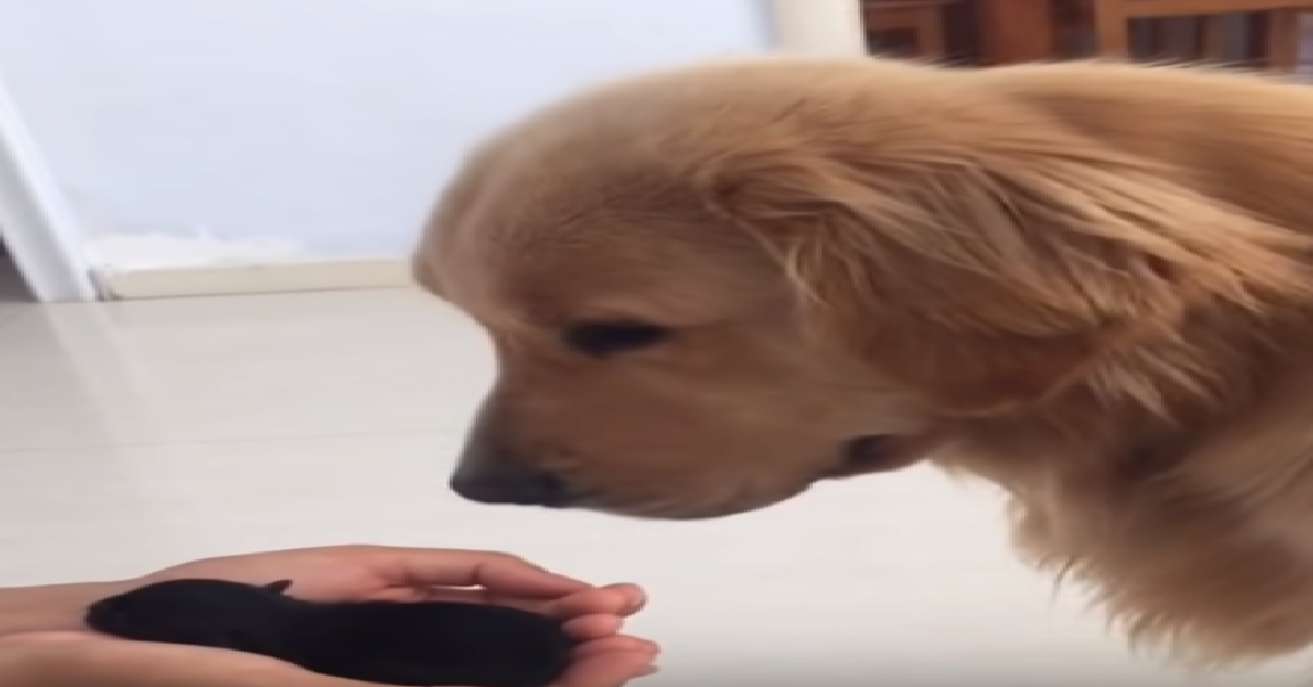 Il nuovo cucciolo