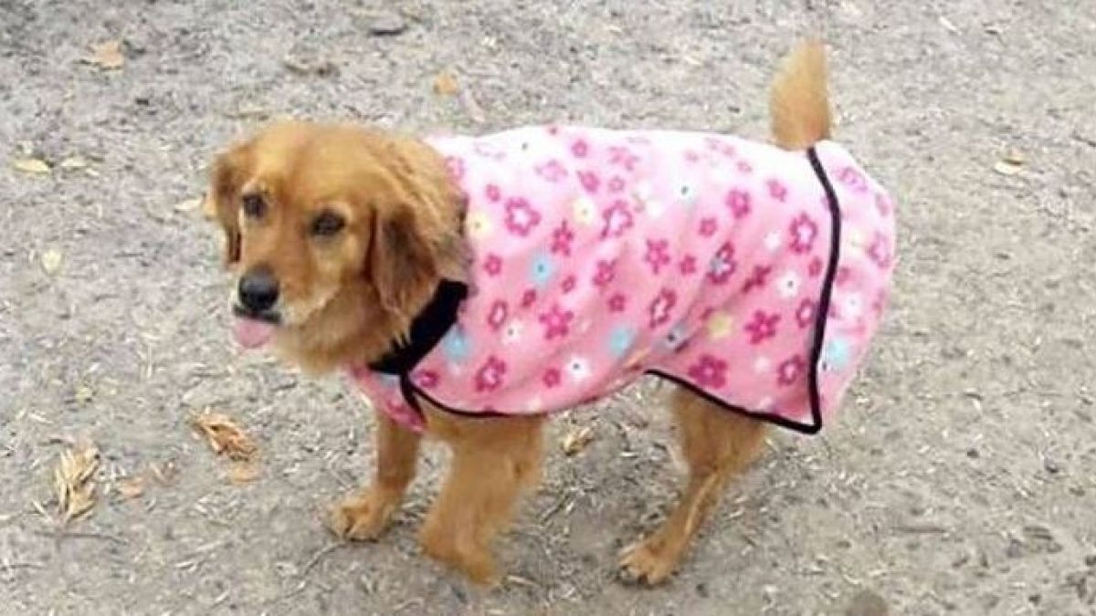 golden-retriever