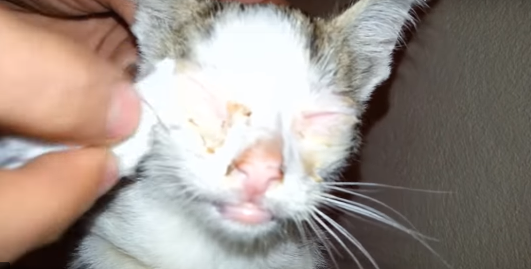 Gregory il gattino