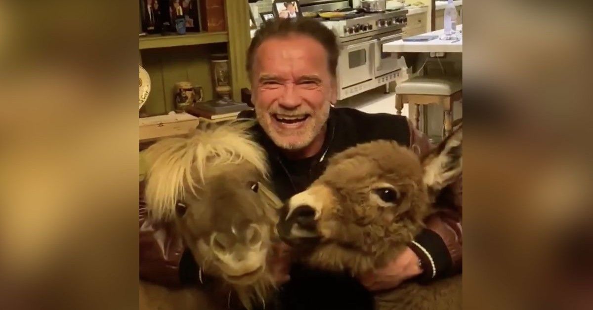 Il famoso attore Schwarzenegger a casa con due animali
