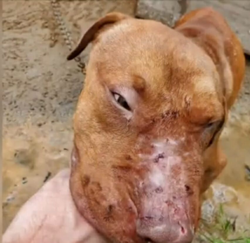 I poveri pitbull da combattimento