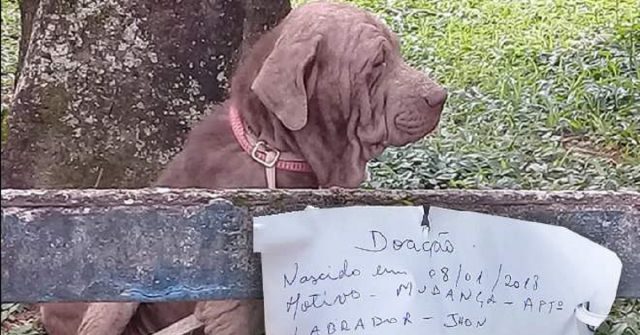 il-cane-abbandonato-con-un-biglietto-intorno-al-collo-con-scritto-Donazione