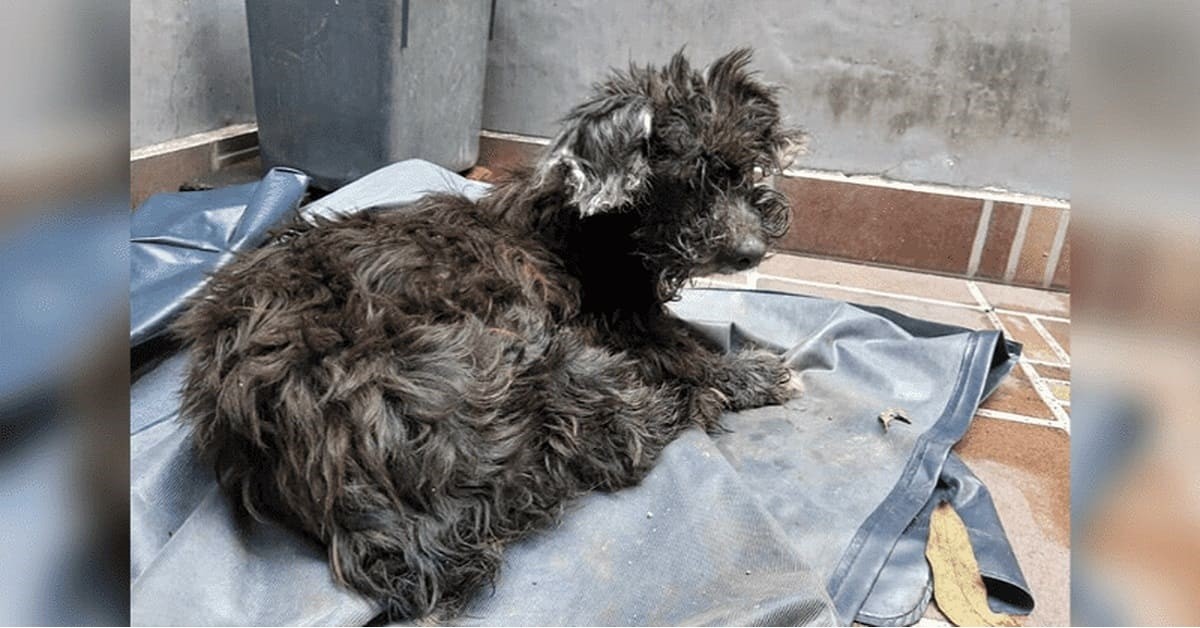 Il cane abbandonato in gravi condizioni