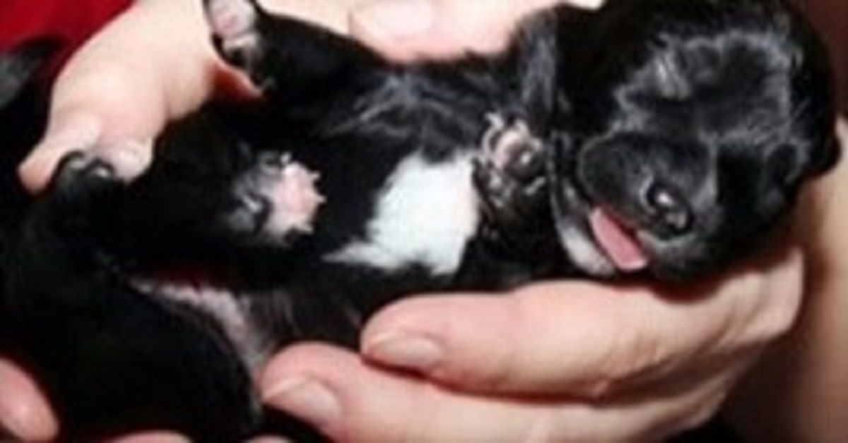 Il salvataggio dei cuccioli caduti nei tubi dello scarico