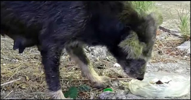 il-salvataggio-della-mamma-e-dei-suoi-cuccioli-nascosti-nel-bosco