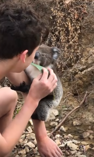 Il Koala ed il suo nuovo amico umano