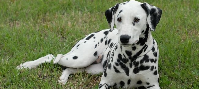 dalmata