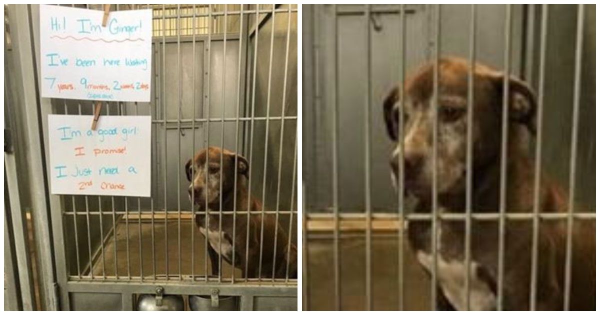 La foto virale della piccola Ginger