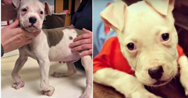 la-storia-di-Lego-il-cane-imperfetto-abbandonato-sul-ciglio-della-strada