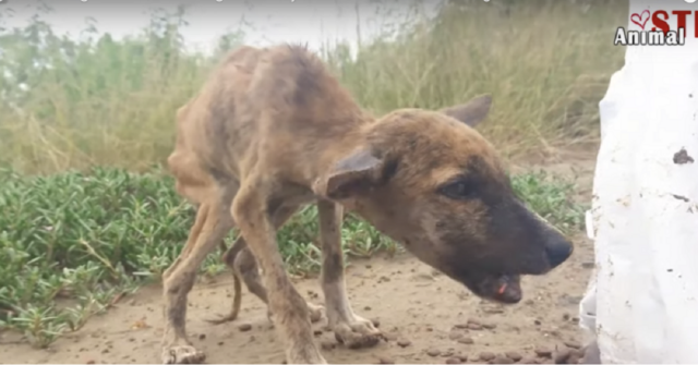 la-trasformazione-del-cagnolino-che-viveva-come-randagio-ed-ha-avuto-un-bellissimo-lieto-fine