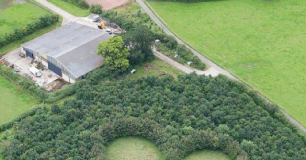 L’agricoltore piange la perdita della moglie piantando migliaia di querce