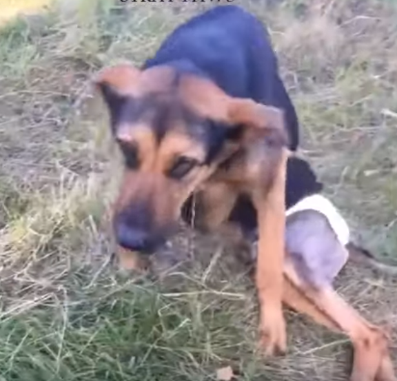 Lara la cagnolina paralizzata e abbandonata