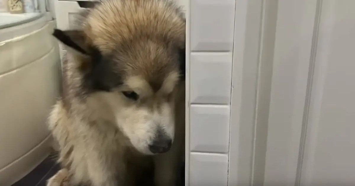 Il cane che si nasconde dai suoi padroni quando è l’ora di fare il bagno