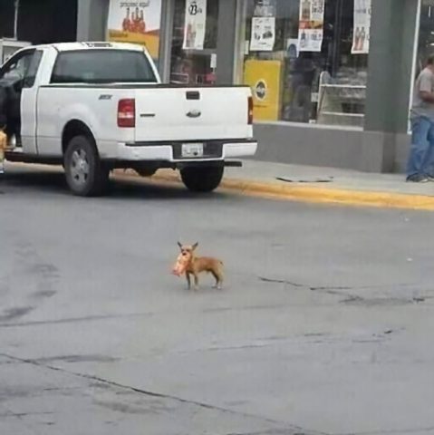 Il-cagnolino-che-esce-a-fare-la-spesa 2