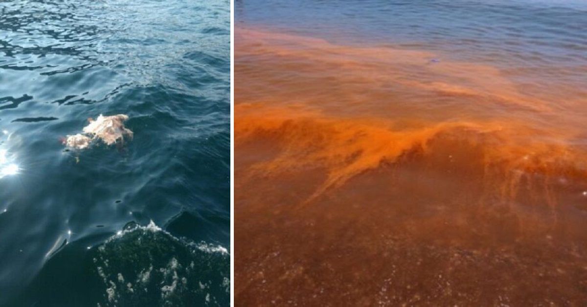 Il mare si tinge e 300 tartarughe muoiono sulla riva