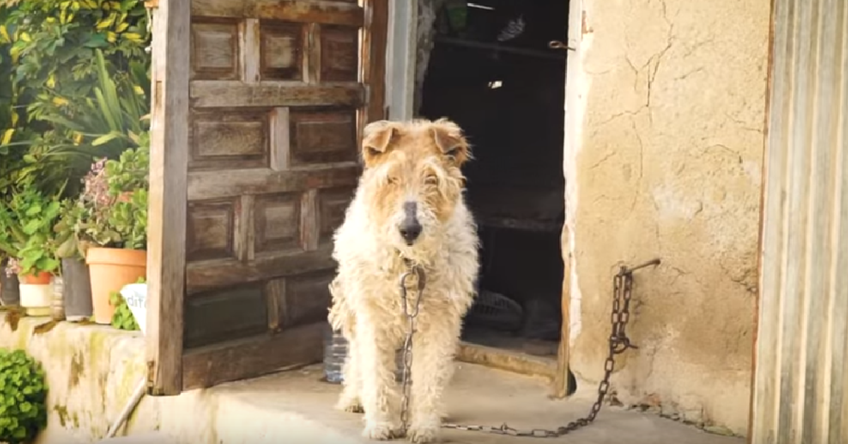 Maria la cagnolina legata ad una catena