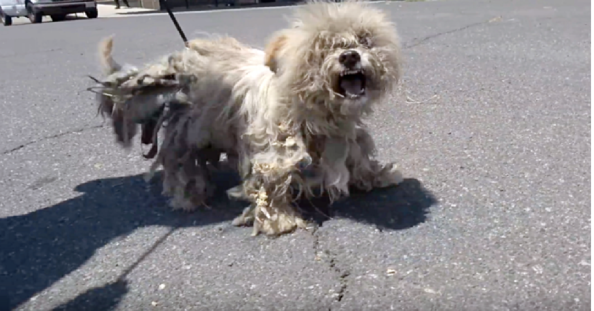 Masik il cane che non voleva essere toccato