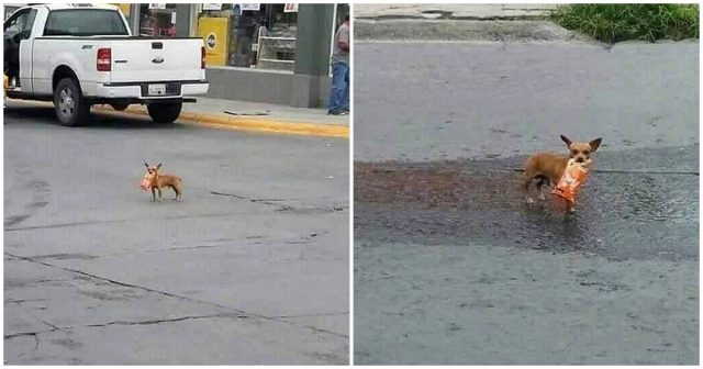 Il-cagnolino-che-esce-a-fare-la-spesa 1