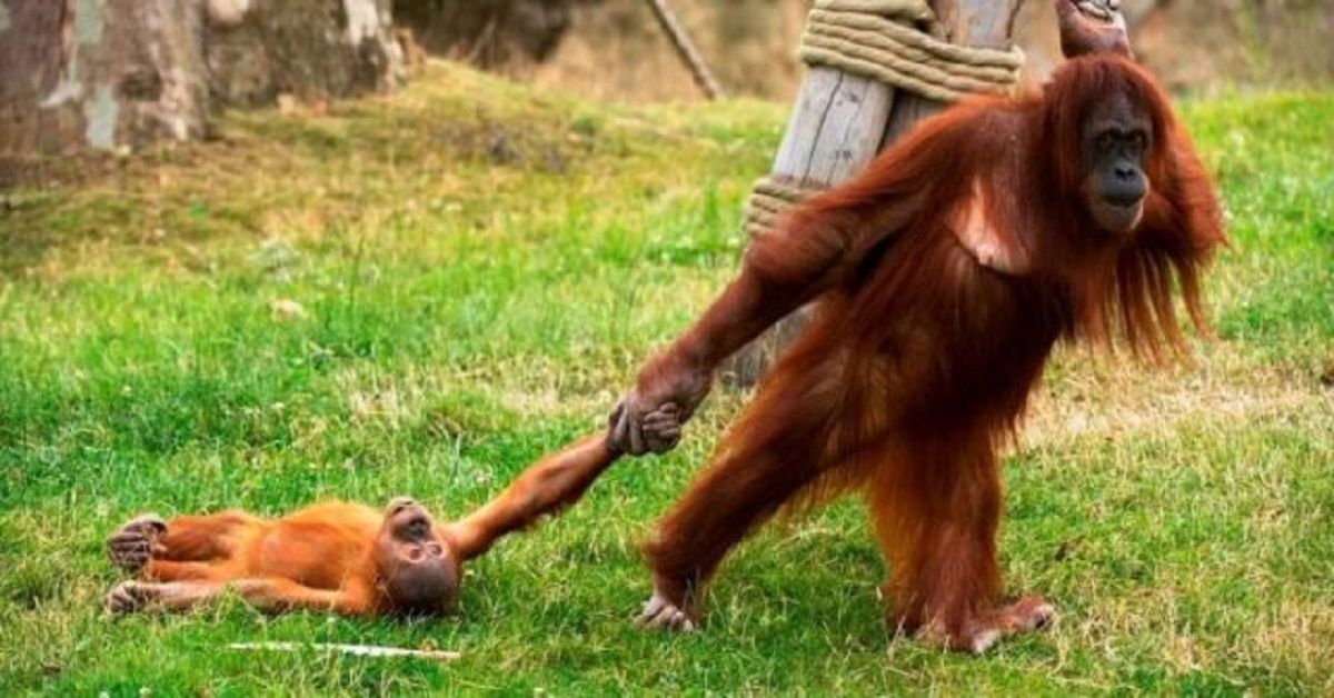 Mamma esausta trascina il figlio che non capisce che deve smetterla di giocare