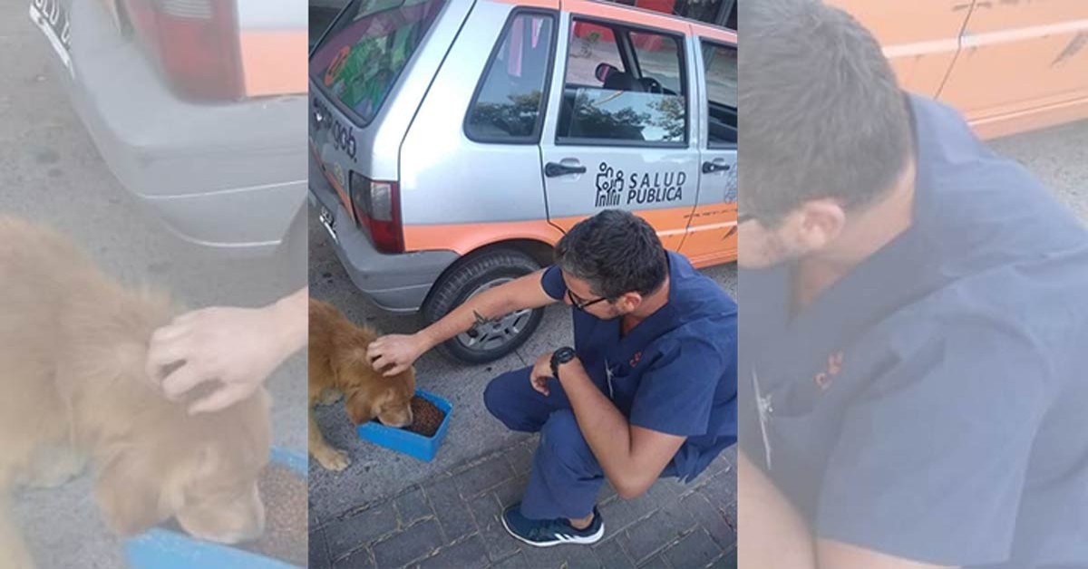 Coronavirus Argentina: un comune distribuisce cibo ai cani randagi
